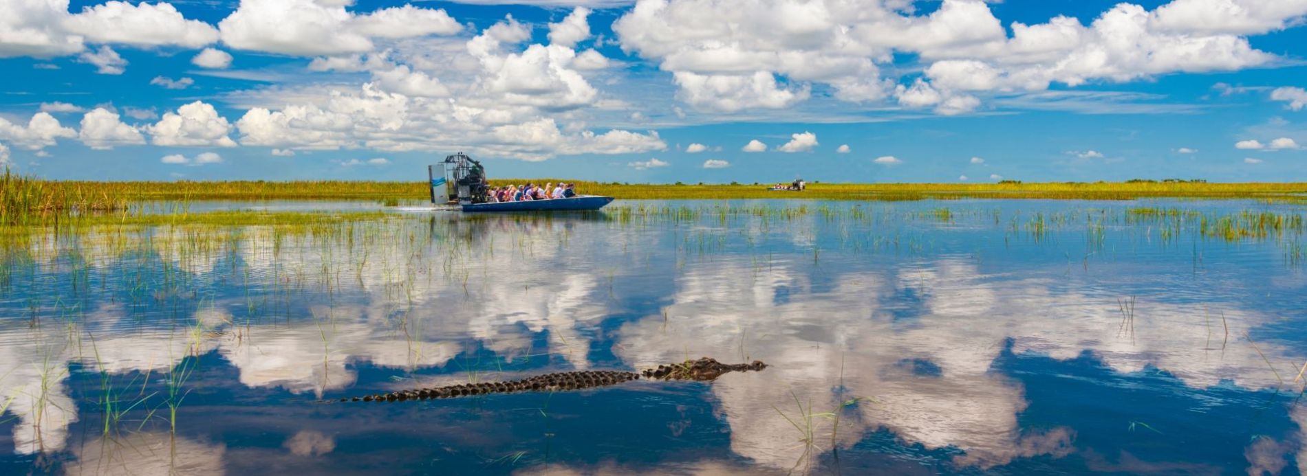 airboat tour and alligator