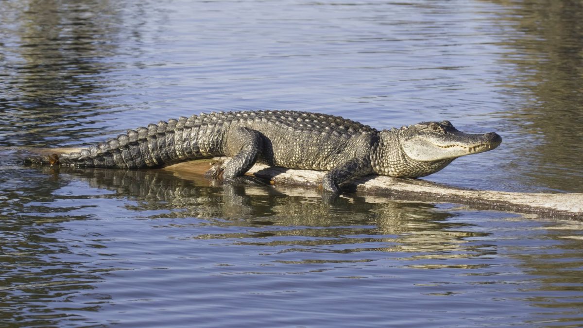 Alligator on log.